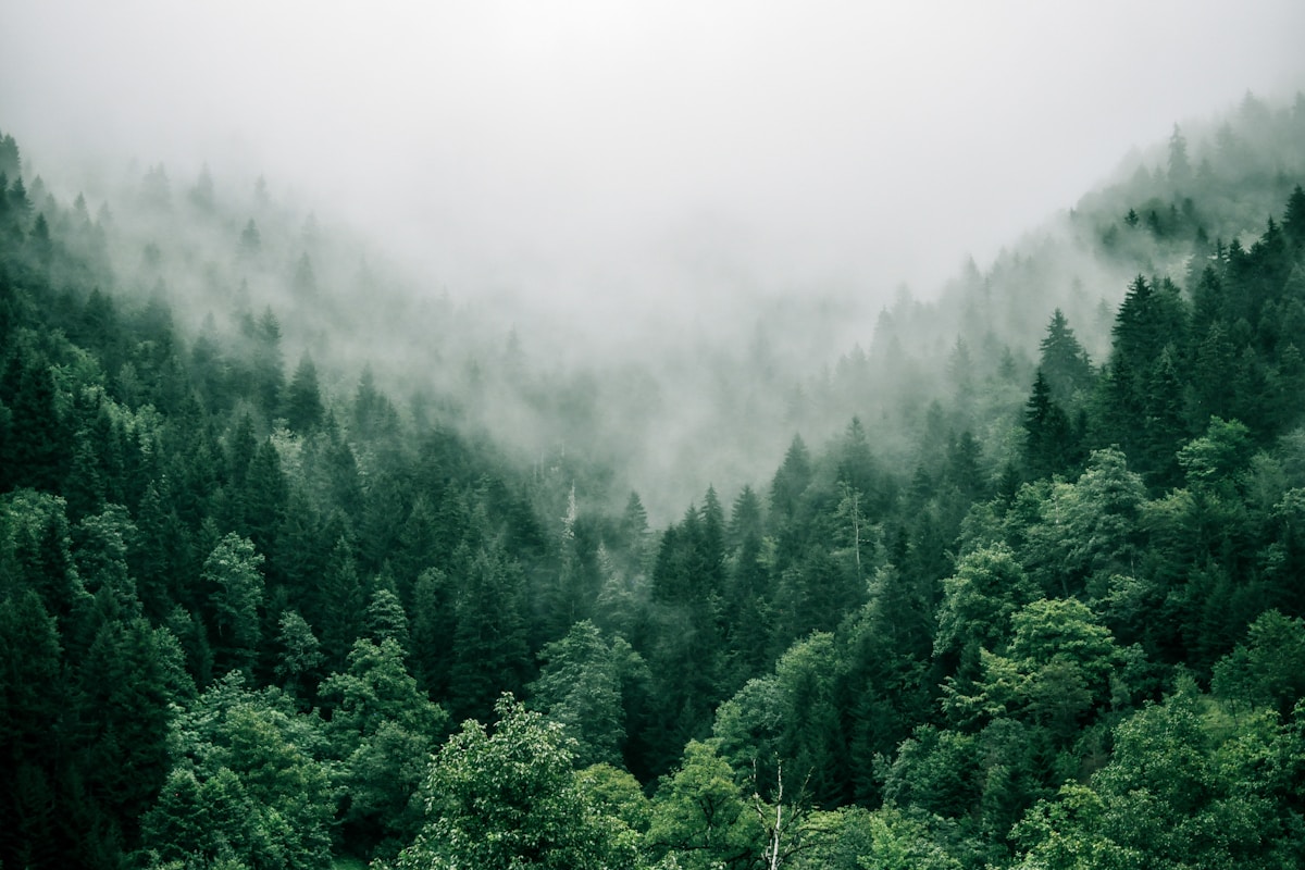 Forêt gérée durablement PEFC